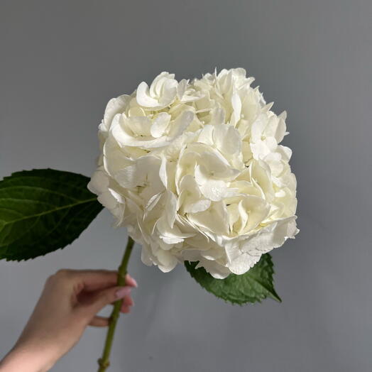 White hydrangea