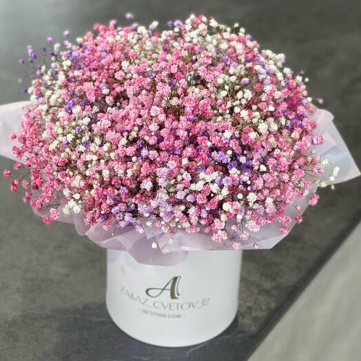 Gypsophila in a box