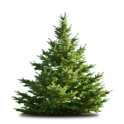 Christmas Tree Fir Premier Grade A 5ft