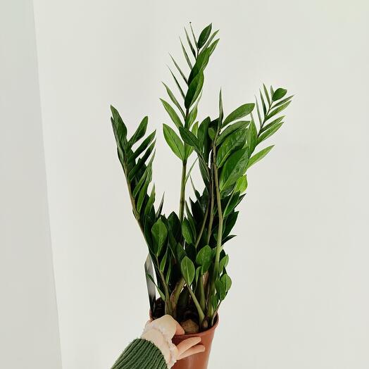 Замиокулькас д15