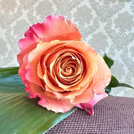 Rose of Orange
