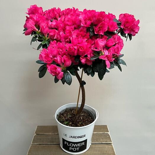 Азалия на штамбе