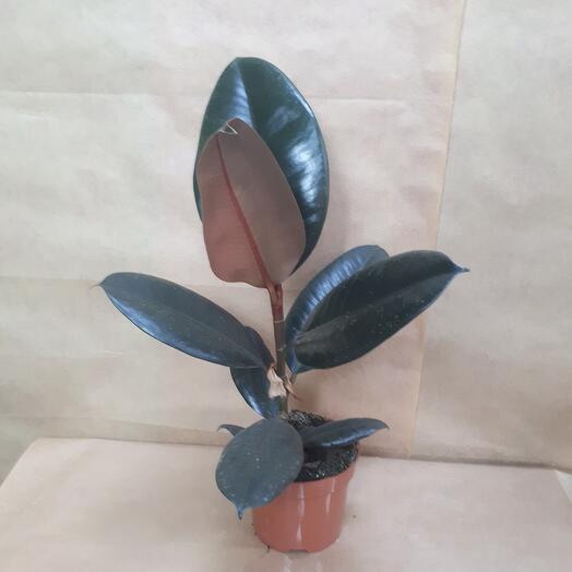 Ficus Tineke