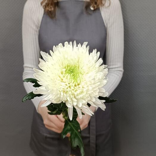 Chrysanthemum one-headed Antonov