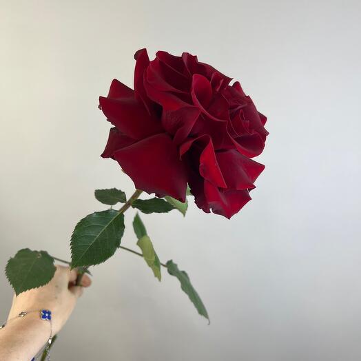 Французская роза Бордо ️
