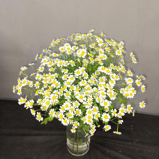 Tanacetum