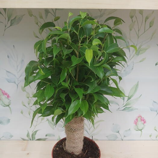 Ficus Plant