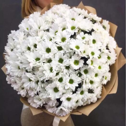 Chrysanthemum daisies
