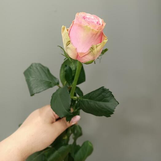 Rosa peonía de Sophia Loren