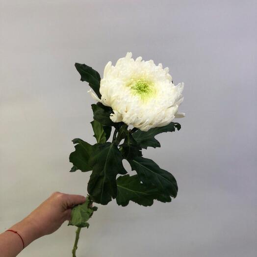 Хризантема одноголовая Машнум