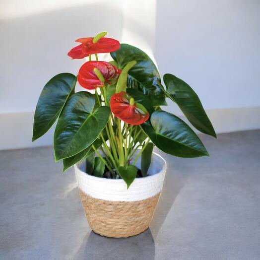 Anthurium