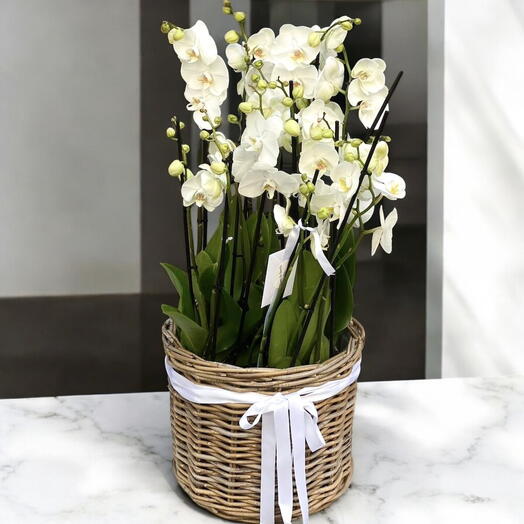 Orchids in a basket