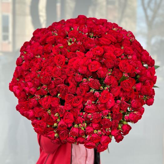 Sprey roza red