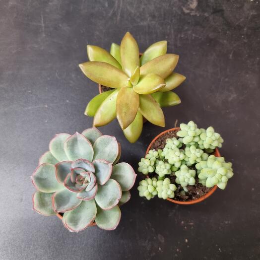 Succulents 3 pieces