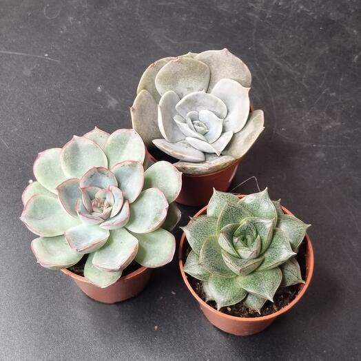 Set of echeverias 3 pcs