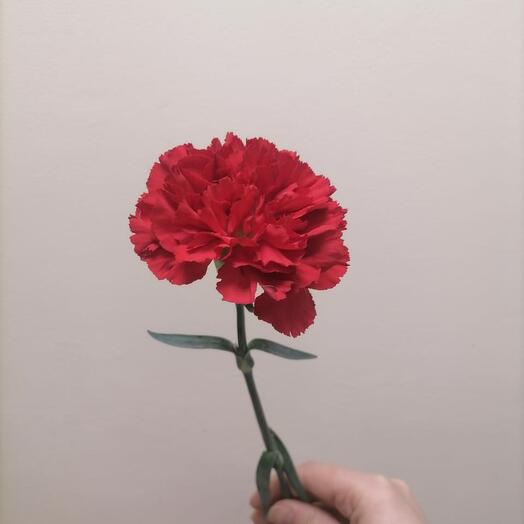 Гвоздика