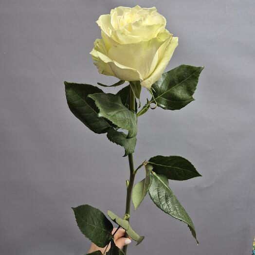 The rose is white