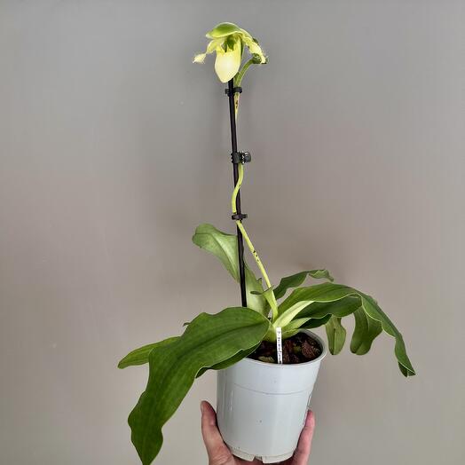 Пафеопедилум Paphiopedilum primulinum зеленый (цветёт)
