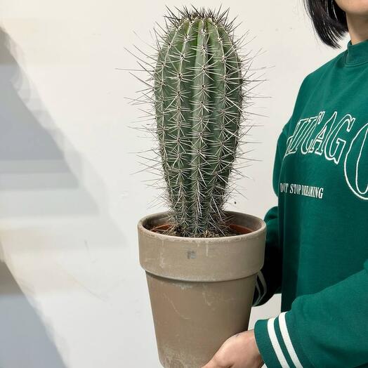Кактус Гигант в  керамическом горшке