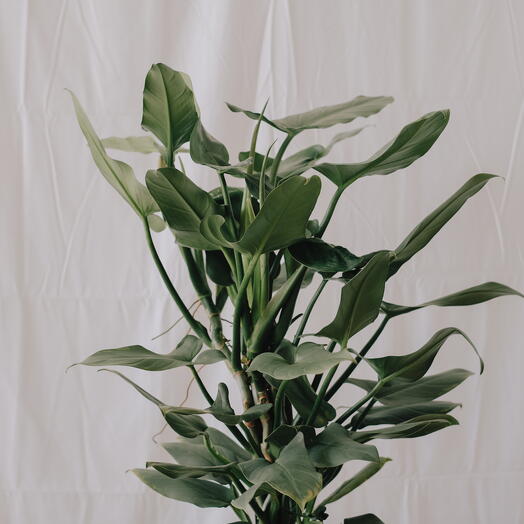 Philodendron Silver Sword