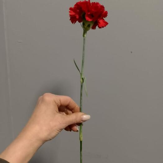 Гвоздика красная