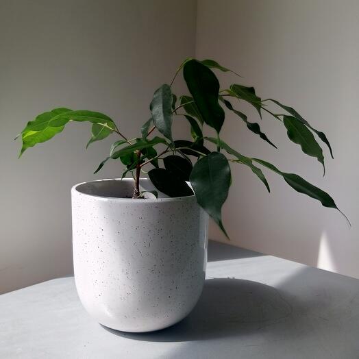 Ficus (Benjamin