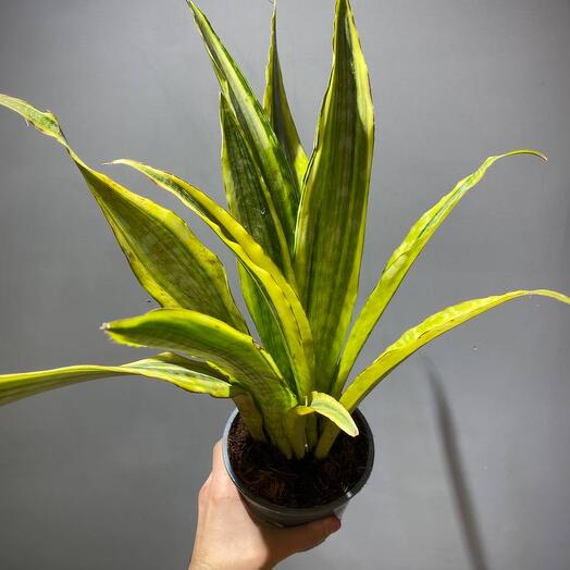 Сансевиерия Аубрутиана