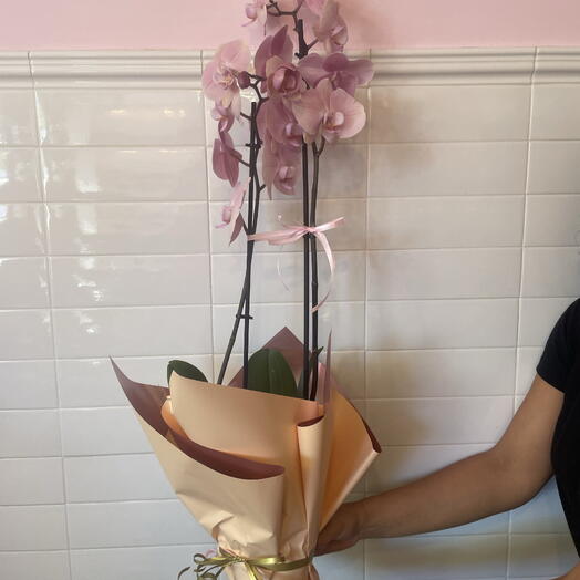 Orquidea phalenopsis