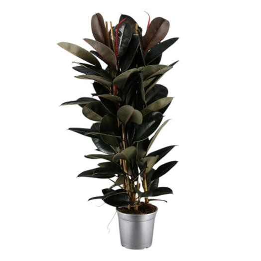 Ficus Robusta