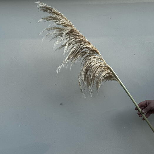 Пампасная трава