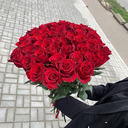 Роза Эксплорер 51 шт