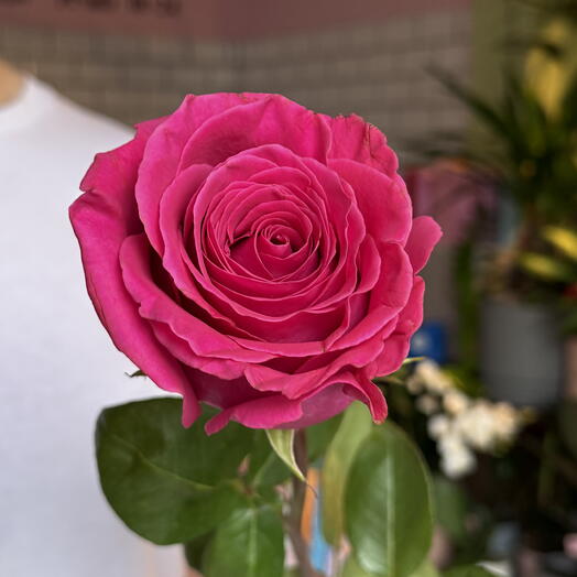 Троянда Pink Floyd