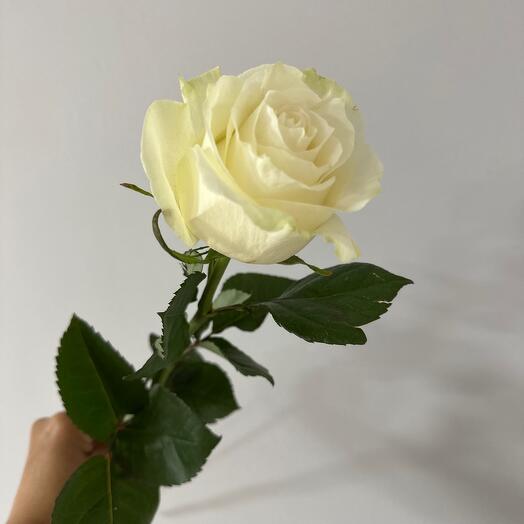 Роза одноголовая