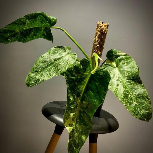 Филодендрон Хосе буэно