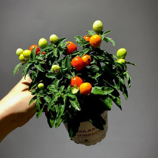 Паслен Соланум