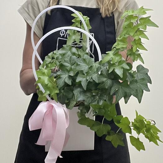 Плющ обыкновенный (Hedera)