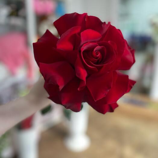 Французская красная роза ️