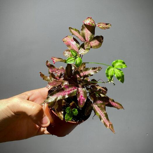 Птерис Кретика