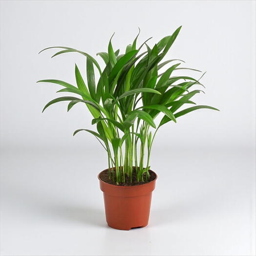 Dypsis