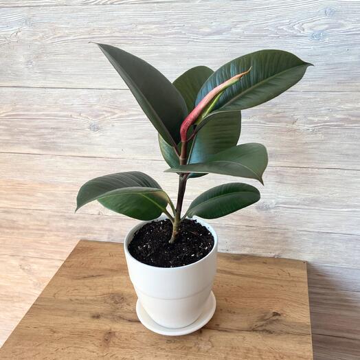 Фикус эластика в белом керамическом горшке 1.4литра