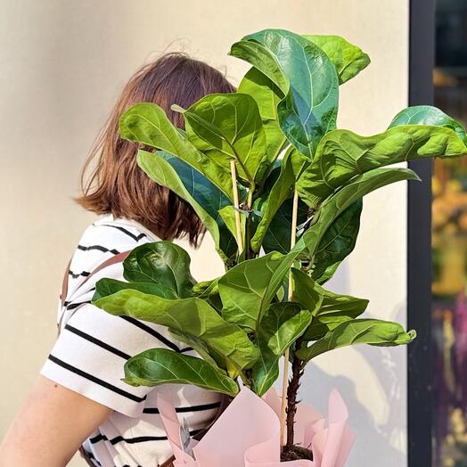 Фикус тибако лирата