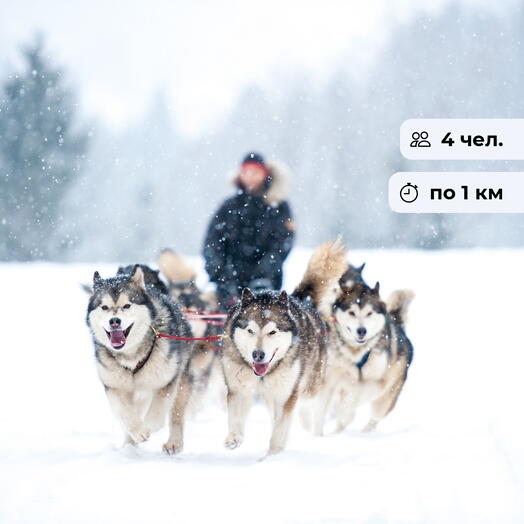 Хаски — лучший друг. Катание на собачьих упряжках