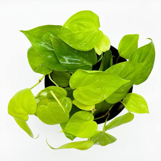 Филодендрон Неон в кашпо магнолия