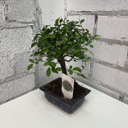 Бонсай Зелкова