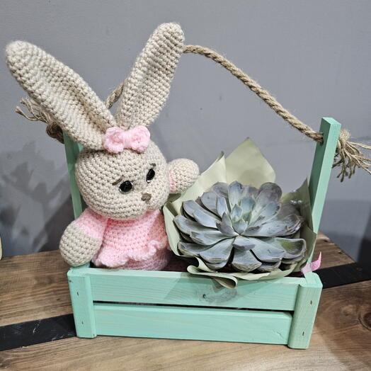 Зайка в ящике с эхеверией