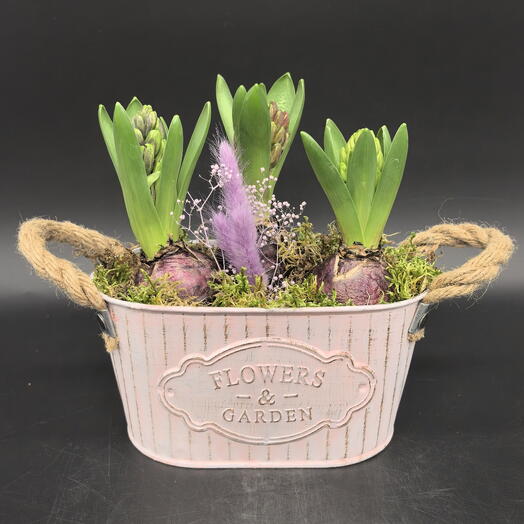 Гиацинты в розовом металлическом кашпо с фиолетовым декором