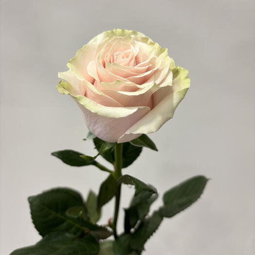 Роза Pink Mondial