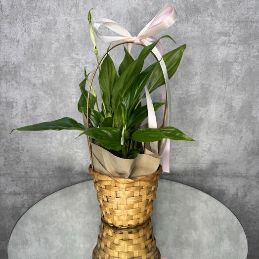 Спатифиллум белый 🤍 женское счастье 🩷 в корзиночке