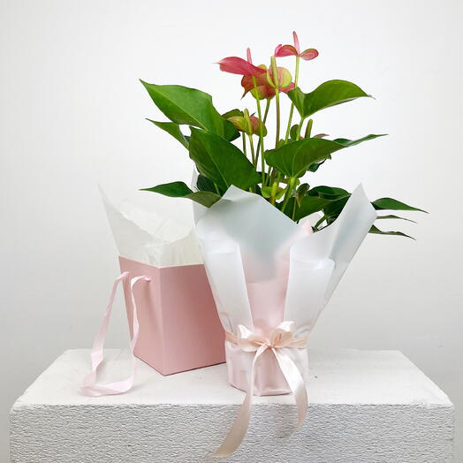 Антуриум Розовый д15см в подарочной упаковке