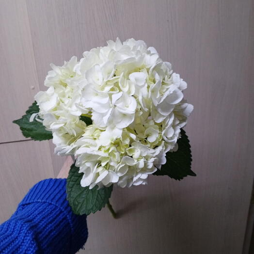 Гортензия белая